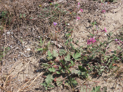 Erodium laciniatum