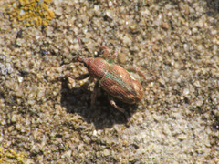 Coniatus