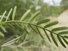 Prosopis odorata