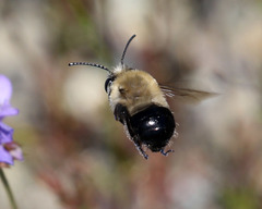 Habropoda tristissima