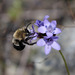 Dimorphic Mountain-digger Bee - Photo (c) Michael Hawk, some rights reserved (CC BY-NC), uploaded by Michael Hawk