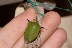 Biprorulus bibax