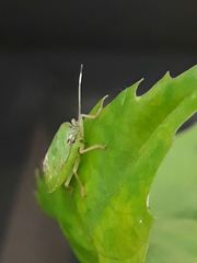 Pentatomidae