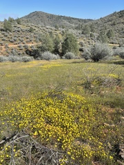 Leptosyne stillmanii