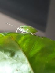 Pentatomidae