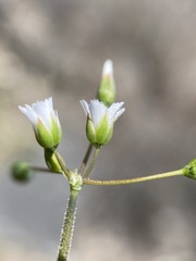Holosteum umbellatum