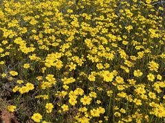 Leptosyne stillmanii