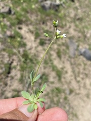 Holosteum umbellatum