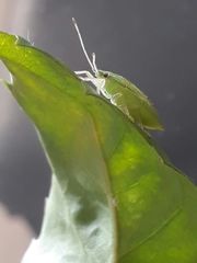 Pentatomidae