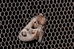 Pygmaeomorpha ocularis