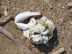 Liocarcinus vernalis
