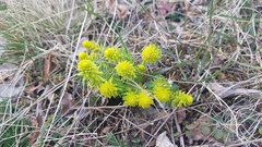 Uromyces pisi-sativi