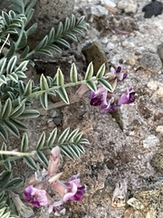Astragalus desperatus