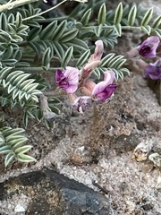 Astragalus desperatus