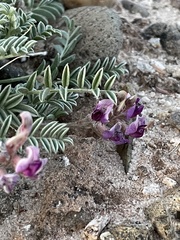Astragalus desperatus