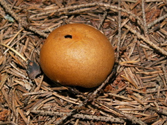 Lycoperdon molle