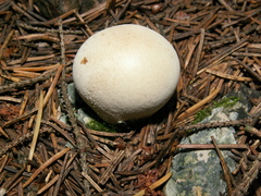 Lycoperdon molle