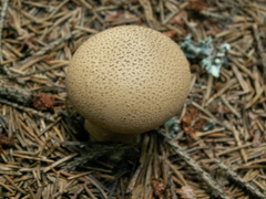 Lycoperdon molle