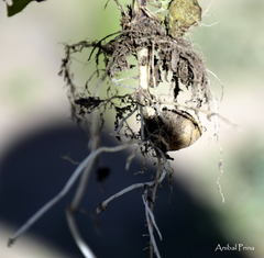 Solanum chacoense