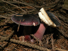 Russula amoena