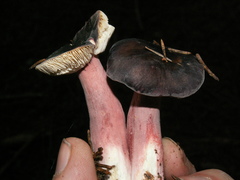 Russula amoena