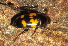 Glischrochilus fasciatus