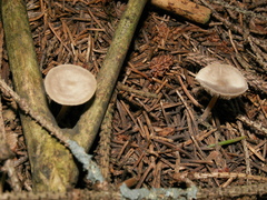 Strobilurus esculentus