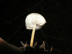 Strobilurus esculentus