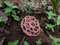 Clathrus