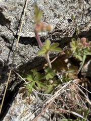 Lithophragma tenellum