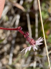 Lithophragma tenellum