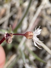 Lithophragma tenellum
