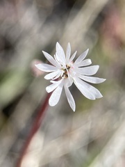 Lithophragma tenellum