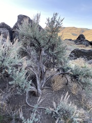 Artemisia tridentata tridentata