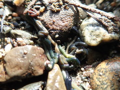 Emplectonema gracile