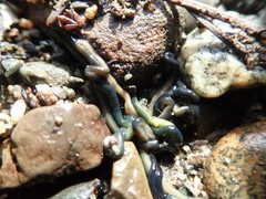 Emplectonema gracile