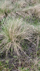 Festuca roemeri