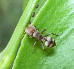 Cephalotes umbraculatus