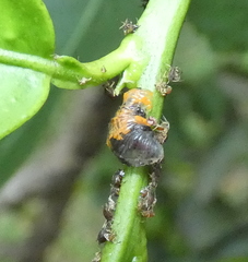 Ocyptamus gastrostactus