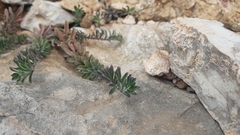 Odontarrhena muralis