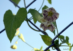 Philibertia gilliesii