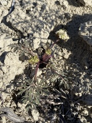 Cymopterus glomeratus greeleyorum
