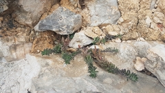 Odontarrhena muralis