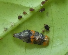 Ocyptamus gastrostactus