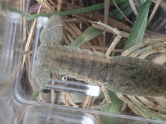 Procambarus planirostris