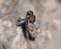 Cylindrocopturus scaphiformis