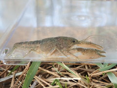 Procambarus planirostris