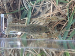 Procambarus planirostris