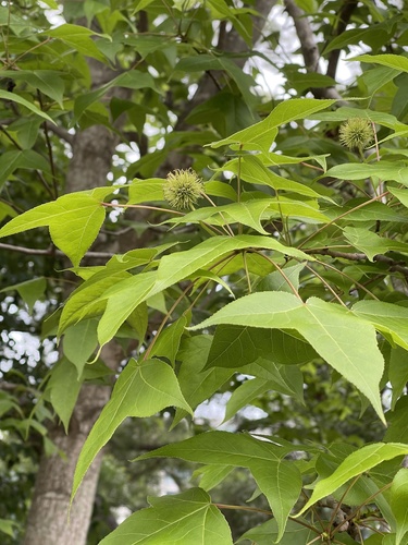 Sweet gum (Liquidambar formosana)