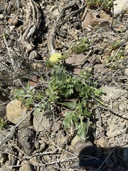 Cymopterus glomeratus greeleyorum